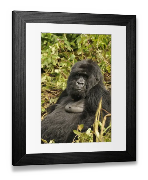 Framed Print : Mountain Gorilla -Gorilla beringei beringei- from the Hirwa group at the foot of the Gahinga Volcano, Parc National des Volcans, Volcanoes National Park, Rwanda, Africa Framed Print : Mountain Gorilla -Gorilla beringei beringei- from the Hirwa group at the foot of the Gahinga Volcano, Parc National des Volcans, Volcanoes National Park, Rwanda, Africa