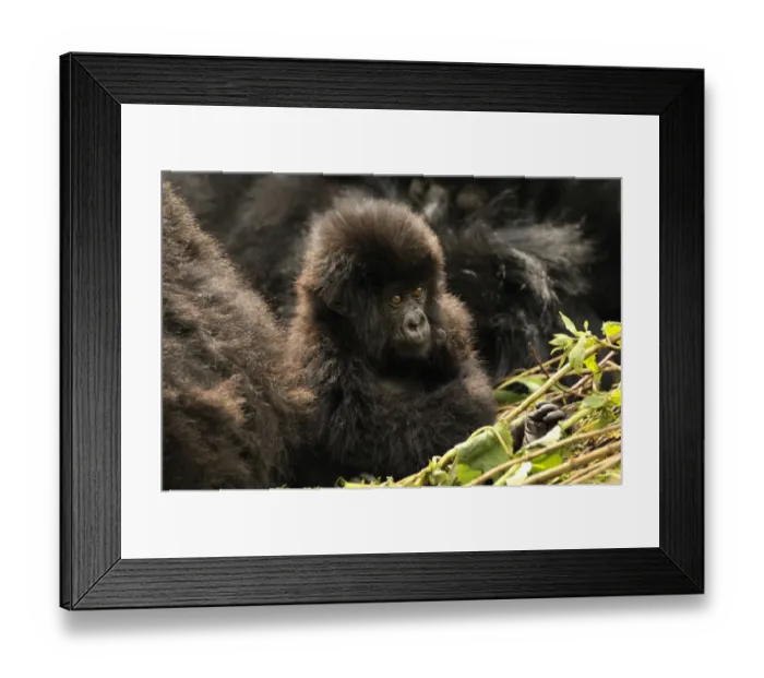 Framed Print : Baby Mountain Gorilla -Gorilla beringei beringei- from the Hirwa group at the foot of the Gahinga Volcano, Parc National des Volcans, Volcanoes National Park, Rwanda, Africa Framed Print : Baby Mountain Gorilla -Gorilla beringei beringei- from the Hirwa group at the foot of the Gahinga Volcano, Parc National des Volcans, Volcanoes National Park, Rwanda, Africa