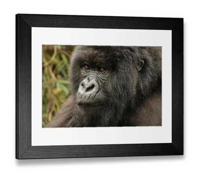 Framed Print : Mountain Gorilla -Gorilla beringei beringei- from the Hirwa group at the foot of the Gahinga Volcano, Parc National des Volcans, Volcanoes National Park, Rwanda, Africa