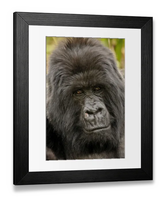 Framed Print : Mountain Gorilla -Gorilla beringei beringei- from the Hirwa group at the foot of the Gahinga Volcano, Parc National des Volcans, Volcanoes National Park, Rwanda, Africa Framed Print : Mountain Gorilla -Gorilla beringei beringei- from the Hirwa group at the foot of the Gahinga Volcano, Parc National des Volcans, Volcanoes National Park, Rwanda, Africa