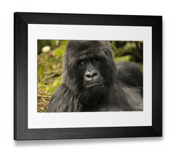 Framed Print : Mountain Gorilla -Gorilla beringei beringei- from the Hirwa group at the foot of the Gahinga Volcano, Parc National des Volcans, Volcanoes National Park, Rwanda, Africa Framed Print : Mountain Gorilla -Gorilla beringei beringei- from the Hirwa group at the foot of the Gahinga Volcano, Parc National des Volcans, Volcanoes National Park, Rwanda, Africa