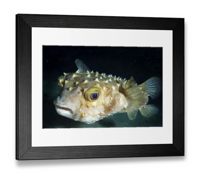 Framed Print : Orbicular Burrfish -Cyclichtys orbicularis-, Red Sea, Egypt, Africa