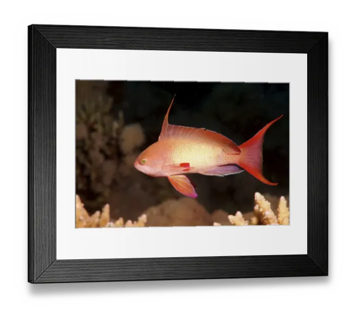 Framed Print : Sea goldie, Jevel fairy basslet -Pseudanthias squamipinnis-, Red Sea, Egypt, Africa