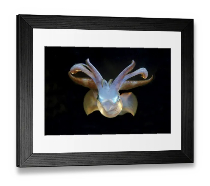 Framed Print : Bigfin reef squid -Sepioteuthis lessoniana-, Red Sea, Egypt, Africa