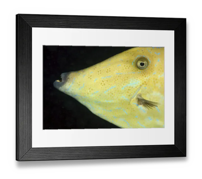Framed Print : Scrawled filefish -Osbeckia scripta-, Red Sea, Egypt, Africa Framed Print : Scrawled filefish -Osbeckia scripta-, Red Sea, Egypt, Africa