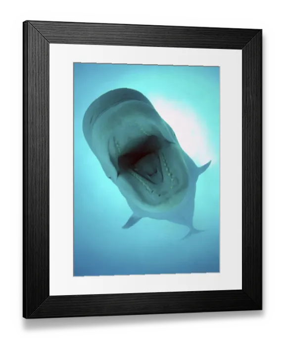 Framed Print : Beluga, White whale -Delphinapterus leucas-, Odessa, Ukraine, Eastern Europe Framed Print : Beluga, White whale -Delphinapterus leucas-, Odessa, Ukraine, Eastern Europe