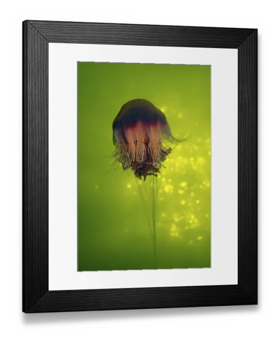 Framed Print : Lions Mane Jellyfish -Cyanea capillata-, Kareliya, Russia, White Sea, Arctic