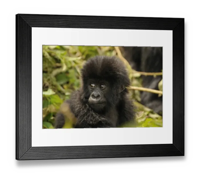 Framed Print : Baby Mountain Gorilla -Gorilla beringei beringei- of the Hirwa group at the foot of Gahinga Volcano, Parc National des Volcans, Volcano National Park, Rwanda, Africa Framed Print : Baby Mountain Gorilla -Gorilla beringei beringei- of the Hirwa group at the foot of Gahinga Volcano, Parc National des Volcans, Volcano National Park, Rwanda, Africa