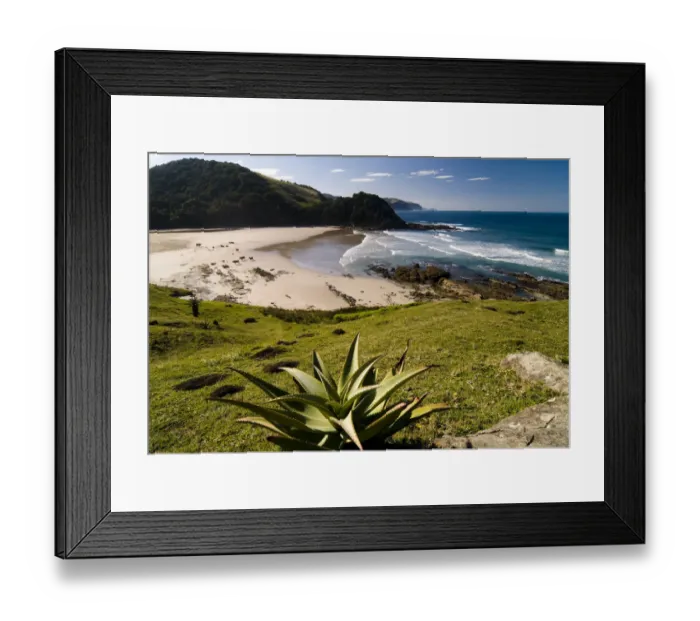 Framed Print : Mountain Aloe or Snake Aloe -Aloe broomii- in the coastal landscape, Wild Coast, Eastern Cape, South Africa, Africa Framed Print : Mountain Aloe or Snake Aloe -Aloe broomii- in the coastal landscape, Wild Coast, Eastern Cape, South Africa, Africa
