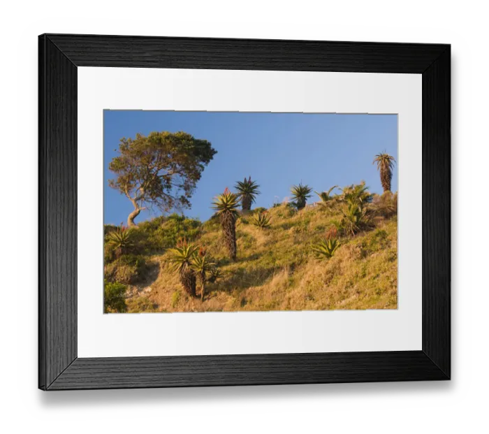 Framed Print : Flowering Cape Aloe -Aloe ferox-, Wild Coast, Eastern Cape, South Africa, Africa Framed Print : Flowering Cape Aloe -Aloe ferox-, Wild Coast, Eastern Cape, South Africa, Africa