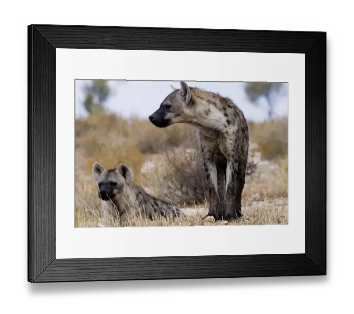 Framed Print : Spotted Hyenas -Crocuta crocuta-, Kgalagadi Transfrontier Park, Kalahari Desert, Northern Cape, South Africa, Africa Framed Print : Spotted Hyenas -Crocuta crocuta-, Kgalagadi Transfrontier Park, Kalahari Desert, Northern Cape, South Africa, Africa