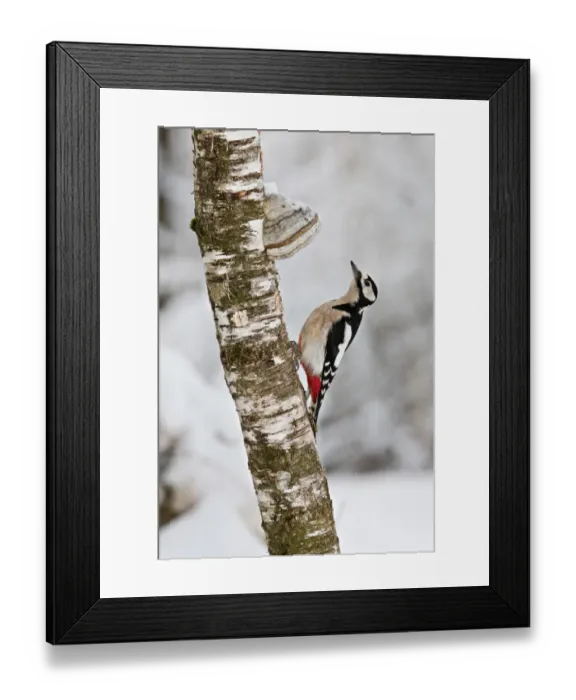 Framed Print : Great Spotted Woodpecker -Dendrocopos major- on a tree with tree mushrooms, near Lake Federsee, Baden-Wuerttemberg, Germany, Europe