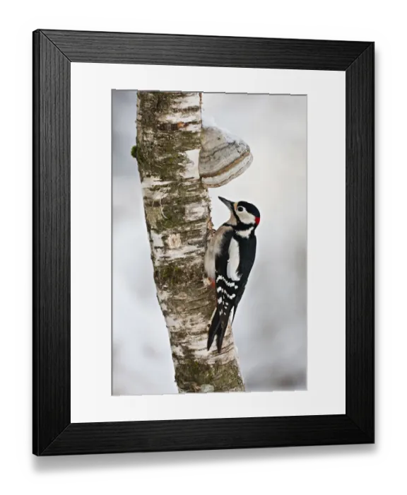 Framed Print : Great Spotted Woodpecker -Dendrocopos major- on a tree with tree mushrooms, near Lake Federsee, Baden-Wuerttemberg, Germany, Europe Framed Print : Great Spotted Woodpecker -Dendrocopos major- on a tree with tree mushrooms, near Lake Federsee, Baden-Wuerttemberg, Germany, Europe