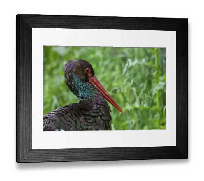 Framed Print : Black Stork -Ciconia nigra-, in captivity, Poing, Bavaria, Germany, Europe