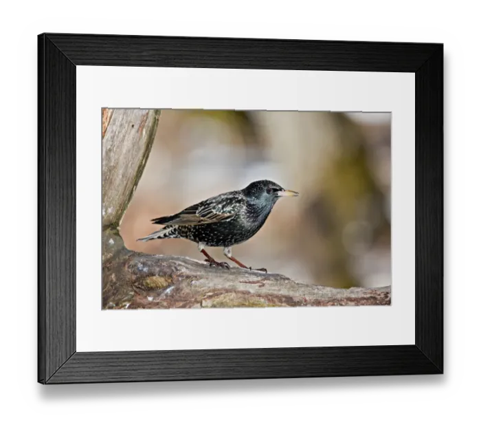 Framed Print : Starling -Sturnus vulgaris-, near Lake Federsee, Baden-Wuerttemberg, Germany, Europe Framed Print : Starling -Sturnus vulgaris-, near Lake Federsee, Baden-Wuerttemberg, Germany, Europe