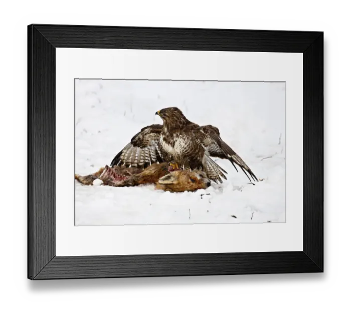 Framed Print : Buzzard -Buteo buteo- with a dead fox, near Lake Federsee, Baden-Wuerttemberg, Germany, Europe Framed Print : Buzzard -Buteo buteo- with a dead fox, near Lake Federsee, Baden-Wuerttemberg, Germany, Europe
