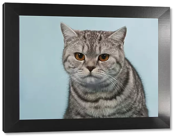 British Shorthair tabby, male cat, portrait