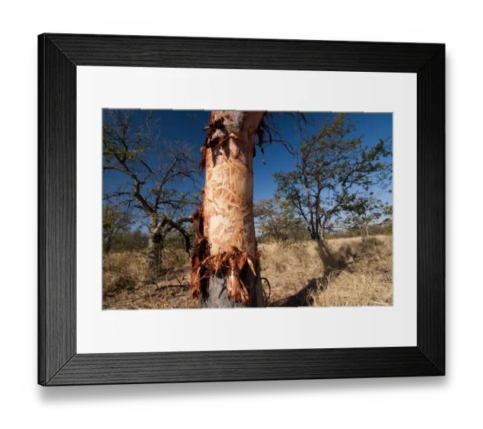 Framed Print : Tree damaged by elephants, Krueger National Park, Limpopo, South Africa, Africa Framed Print : Tree damaged by elephants, Krueger National Park, Limpopo, South Africa, Africa