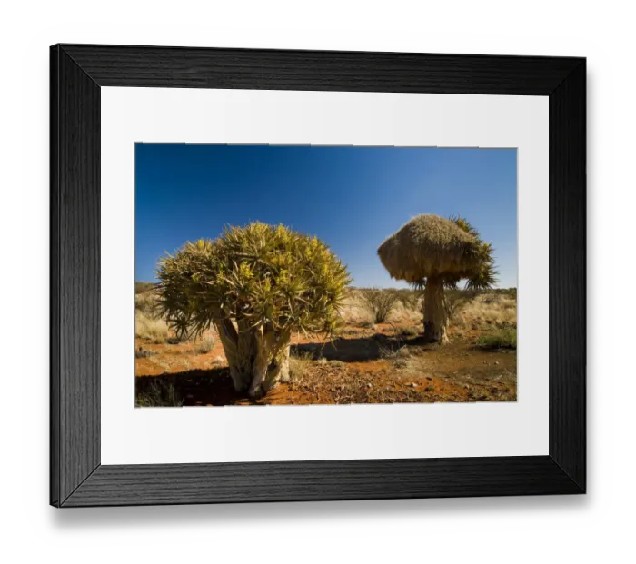 Framed Print : Flowering Quiver Tree or Kokerboom -Aloe dichotoma- with a weavers nest, Northern Cape, South Africa, Africa Framed Print : Flowering Quiver Tree or Kokerboom -Aloe dichotoma- with a weavers nest, Northern Cape, South Africa, Africa