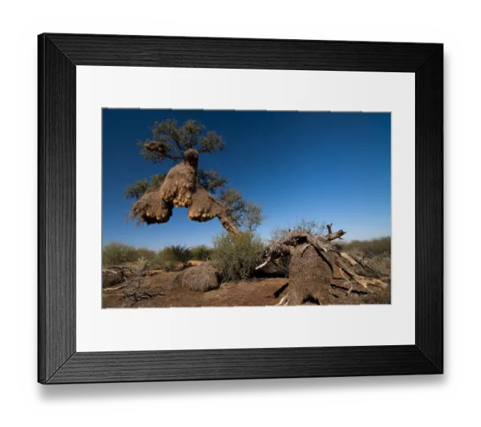 Framed Print : Weavers nests, Northern Cape, South Africa, Africa