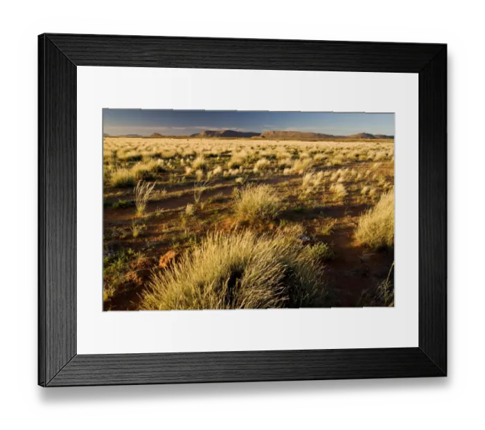 Framed Print : Landscape with grass, Richtersveld National Park, Northern Cape, South Africa, Africa Framed Print : Landscape with grass, Richtersveld National Park, Northern Cape, South Africa, Africa