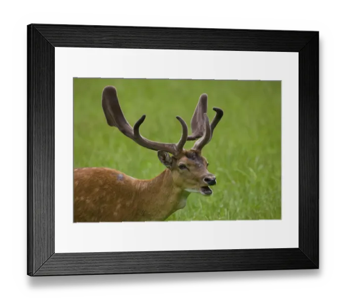 Framed Print : Fallow deer -Dama dama-, in captivity, Poing, Bavaria, Germany, Europe