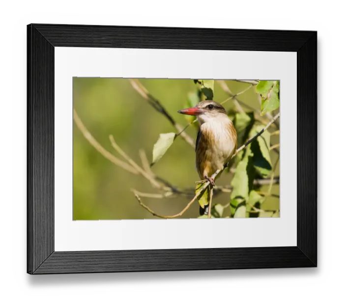 Framed Print : Weaver -Ploceidae-, Mapungubwe National Park, Limpopo, South Africa, Africa Framed Print : Weaver -Ploceidae-, Mapungubwe National Park, Limpopo, South Africa, Africa