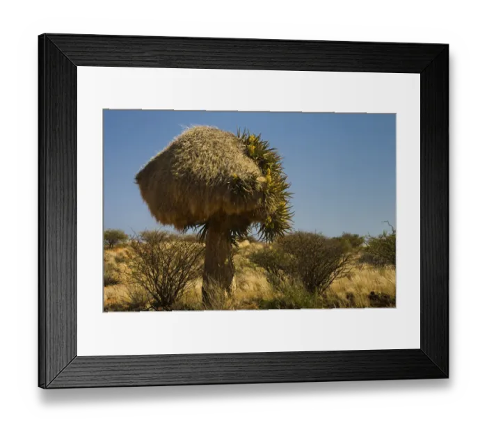 Framed Print : Flowering Quiver Tree or Kokerboom -Aloe dichotoma- with a weavers nest, Kenhardt, Northern Cape, South Africa, Africa