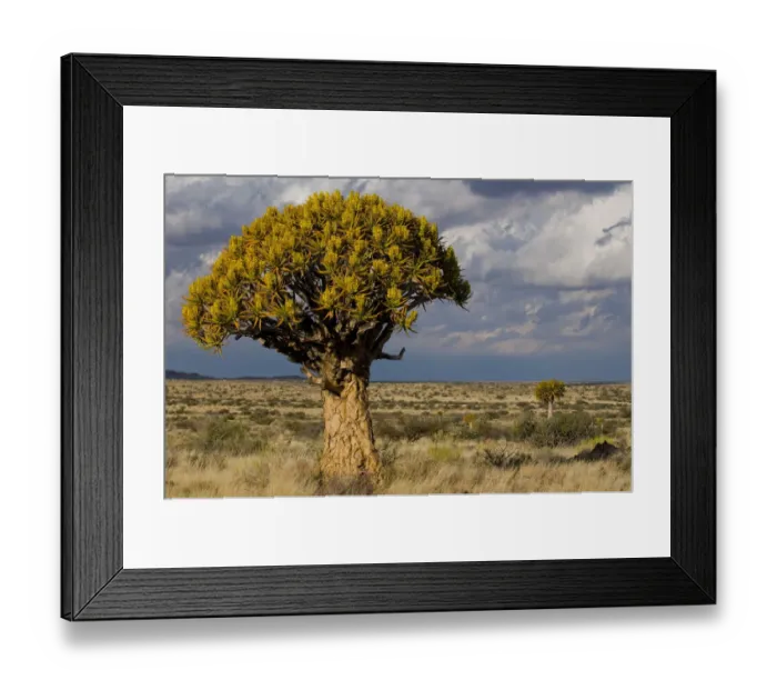 Framed Print : Flowering Quiver Tree or Kokerboom -Aloe dichotoma-, Kenhardt, Northern Cape, South Africa, Africa Framed Print : Flowering Quiver Tree or Kokerboom -Aloe dichotoma-, Kenhardt, Northern Cape, South Africa, Africa