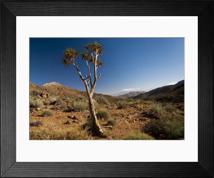 Framed Print : Quiver Tree or Kokerboom -Aloe dichotoma-, Richtersveld National Park, Northern Cape, South Africa, Africa