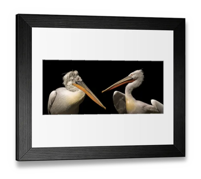 Framed Print : Dalmatian Pelicans -Pelecanus crispus-, Augsburg Zoo, Augsburg, Bavaria, Germany, Europe Framed Print : Dalmatian Pelicans -Pelecanus crispus-, Augsburg Zoo, Augsburg, Bavaria, Germany, Europe