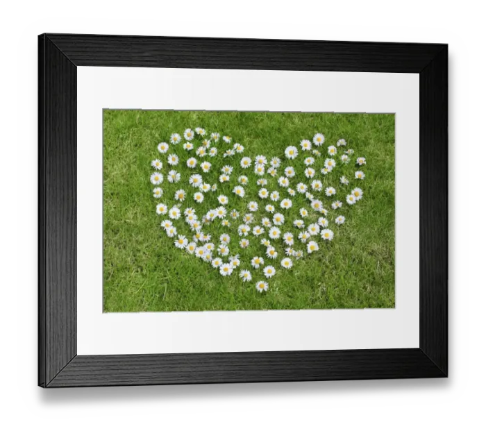 Framed Print : Heart made of daisies on lawn Framed Print : Heart made of daisies on lawn