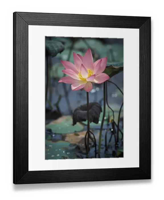 Framed Print : Lotus -Nelumbo-, Vembanad Lake, Kerala, South India, India, Asia Framed Print : Lotus -Nelumbo-, Vembanad Lake, Kerala, South India, India, Asia