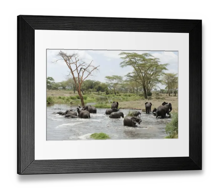 Framed Print : African elephant -Loxodonta africana-, herd bathing at a waterhole near Seronera, savannah, Serengeti National Park, Tanzania, East Africa, Africa Framed Print : African elephant -Loxodonta africana-, herd bathing at a waterhole near Seronera, savannah, Serengeti National Park, Tanzania, East Africa, Africa