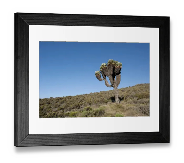 Framed Print : Giant Groundsel -Dendrosenecio kilimanjari, Senecio ssp. -, near Camp Horombo Hut, Mount Kilimanjaro, Marangu Route, Tanzania, East Africa