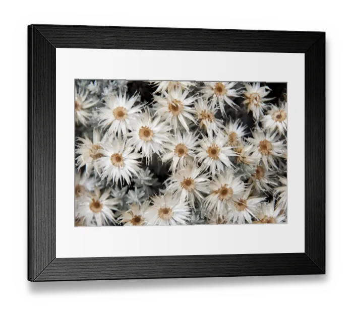Framed Print : Dried white everlasting straw flowers -Helichrysum spp-, near Camp Horombo Hut, Mount Kilimanjaro, Marangu Route, Tanzania, East Africa Framed Print : Dried white everlasting straw flowers -Helichrysum spp-, near Camp Horombo Hut, Mount Kilimanjaro, Marangu Route, Tanzania, East Africa