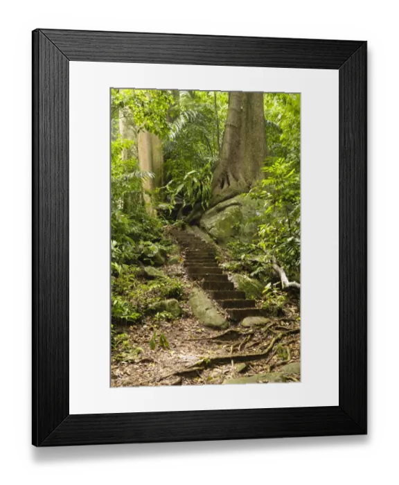 Framed Print : Jungle path with steps, Tioman island, Malaysia, Southeast Asia Framed Print : Jungle path with steps, Tioman island, Malaysia, Southeast Asia