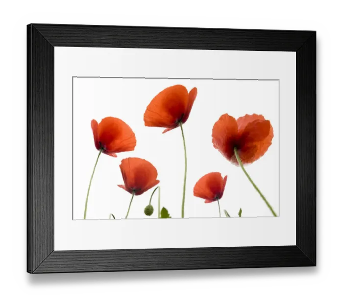 Framed Print : Poppies -Papaver rhoeas- Framed Print : Poppies -Papaver rhoeas-