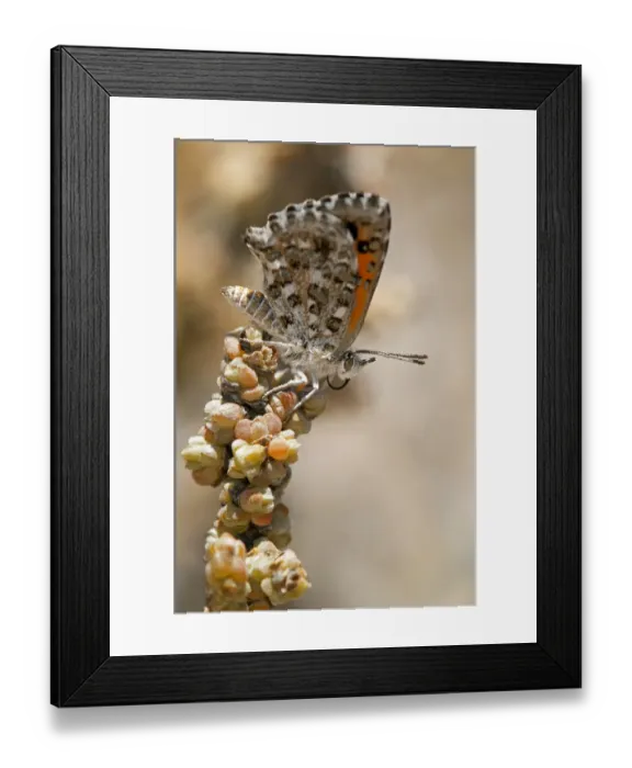 Framed Print : Butterfly of the South African species of the genus Aloeides, Knersvlakte, Western Cape, Namaqualand, South Africa, Afirca Framed Print : Butterfly of the South African species of the genus Aloeides, Knersvlakte, Western Cape, Namaqualand, South Africa, Afirca