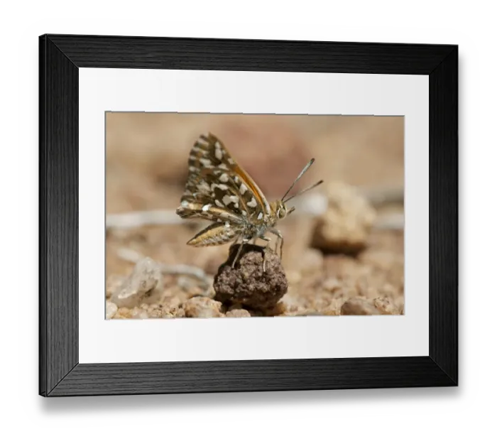 Framed Print : Large Silver-spotted Copper -Trimenia argyroplaga-, indigenous butterfly species of South Africa, Naries, Namaqualand, South Africa, Africa Framed Print : Large Silver-spotted Copper -Trimenia argyroplaga-, indigenous butterfly species of South Africa, Naries, Namaqualand, South Africa, Africa