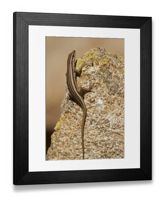 Framed Print : Western Rock Skink -Trachylepis sulcata-, Goegap Nature Reserve, Namaqualand, South Africa, Africa