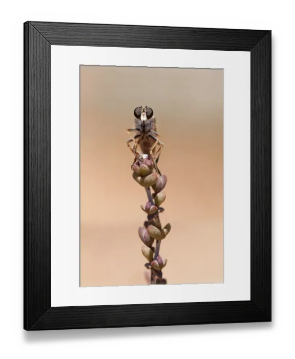 Framed Print : Robber Fly -Asilidae-, Goegap Nature Reserve, Namaqualand, South Africa, Africa Framed Print : Robber Fly -Asilidae-, Goegap Nature Reserve, Namaqualand, South Africa, Africa