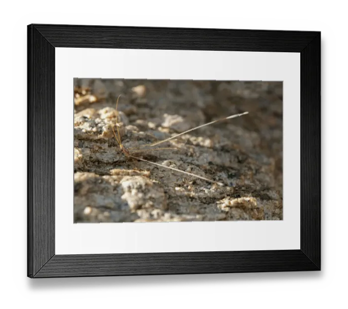 Framed Print : Spoonwing Lacewing -Nemeura gracilis-, Goegap Nature Reserve, Namaqualand, South Africa, Africa Framed Print : Spoonwing Lacewing -Nemeura gracilis-, Goegap Nature Reserve, Namaqualand, South Africa, Africa
