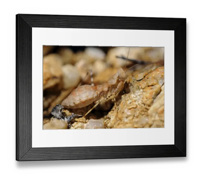 Framed Print : South African Ground Mantis -Ligariella-, Goegap Nature Reserve, Namaqualand, South Africa, Africa Framed Print : South African Ground Mantis -Ligariella-, Goegap Nature Reserve, Namaqualand, South Africa, Africa