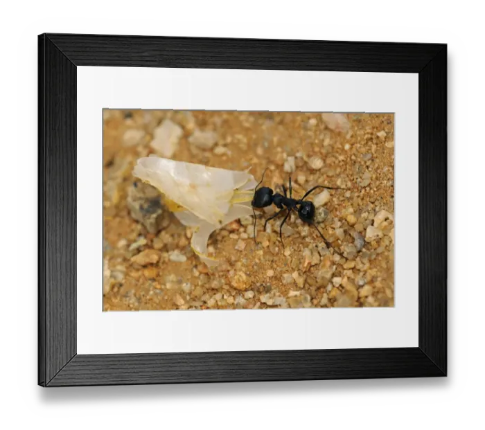 Framed Print : South African Harvester Ant -Messor capensis- worker carrying a seed husk, Goegap Nature Reserve, Namaqualand, South Africa, Africa Framed Print : South African Harvester Ant -Messor capensis- worker carrying a seed husk, Goegap Nature Reserve, Namaqualand, South Africa, Africa