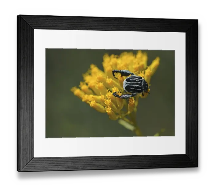 Framed Print : Monkey Beetle -Hopliini-, Goegap Nature Reserve, Namaqualand, South Africa, Africa