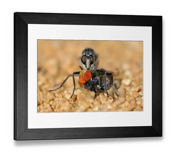 Framed Print : Robber Fly -Asilidae- with prey, Goegap Nature Reserve, Namaqualand, South Africa, Africa