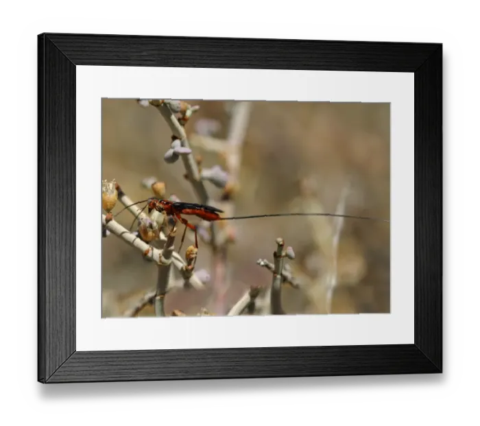 Framed Print : Carrot Wasp -Gasteruptiidae sp. - with an ovipositor longer than its abdomen, Goegap Nature Reserve, Namaqualand, South Africa, Africa Framed Print : Carrot Wasp -Gasteruptiidae sp. - with an ovipositor longer than its abdomen, Goegap Nature Reserve, Namaqualand, South Africa, Africa