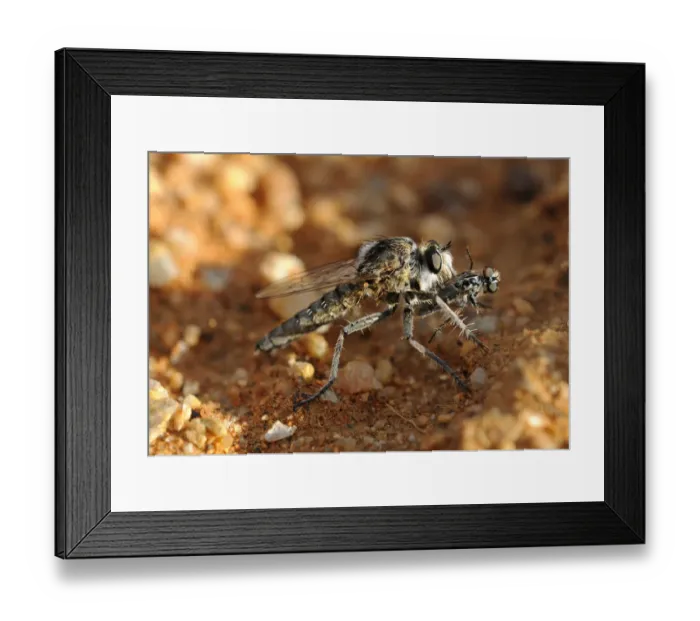 Framed Print : Wasp Robber Fly -Asilidae- with prey, Goegap Nature Reserve, Namaqualand, South Africa, Africa Framed Print : Wasp Robber Fly -Asilidae- with prey, Goegap Nature Reserve, Namaqualand, South Africa, Africa
