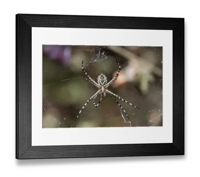 Framed Print : Underside of female Garden Orb Spider -Argiope australis-, Hantam National Botanical Garden, Nieuwoudtville, Namaqualand, South Africa, Africa Framed Print : Underside of female Garden Orb Spider -Argiope australis-, Hantam National Botanical Garden, Nieuwoudtville, Namaqualand, South Africa, Africa